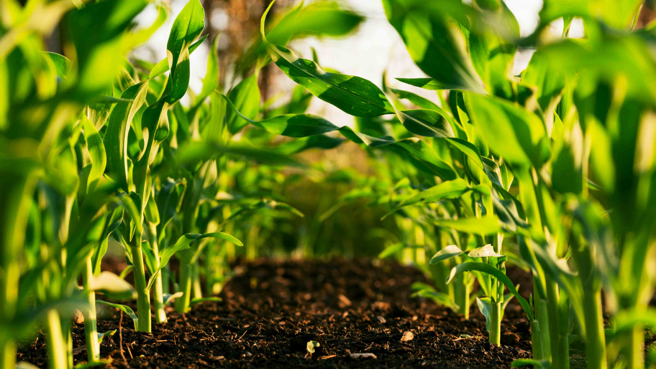 Sustainable agriculture and organic farming